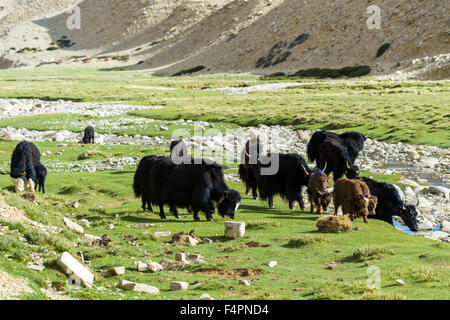 Los yaks negro son pastando en un verde prado en el área changtang Foto de stock