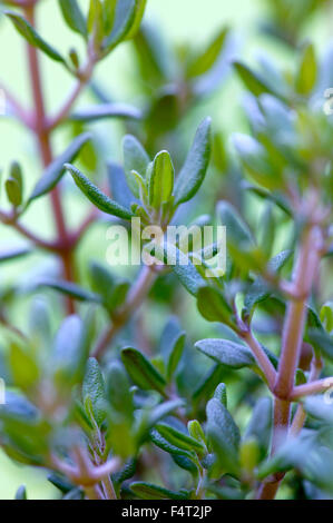 El tomillo común (Thymus vulgaris). Hierba culinaria. Cerca de pequeñas hojas aromáticas. Foto de stock