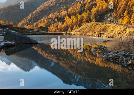 Lago básicos, Suiza, cantón Valais Lötschental, Mountain Lake, Lago, reflexión, otoño, alerces Foto de stock