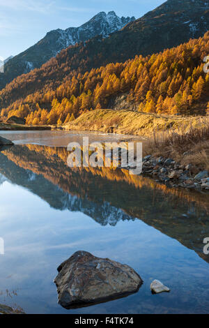 Lago básicos, Suiza, cantón Valais Lötschental, Mountain Lake, Lago, reflexión, otoño, alerces Foto de stock