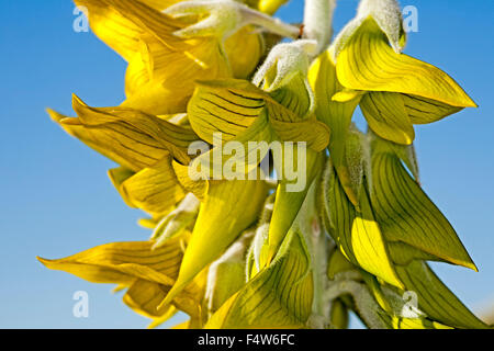 Close-up de inusuales flores amarillo / verde de Crotalaria cunninghamii, regal birdflower contra el fondo de cielo azul en el outback Australia Foto de stock