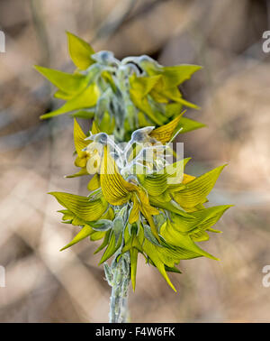 Racimo de flores amarillo / verde inusual de Crotalaria cunninghamii, regal birdflower florece en el outback de Australia del Sur Foto de stock