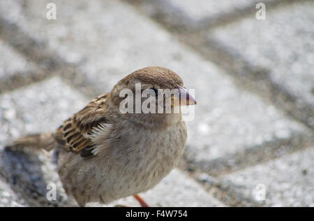 Sparrow buscando algo para comer cerca de casa interna