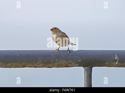 Sparrow buscando algo para comer cerca de casa interna