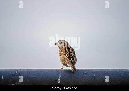 Sparrow buscando algo para comer cerca de casa interna