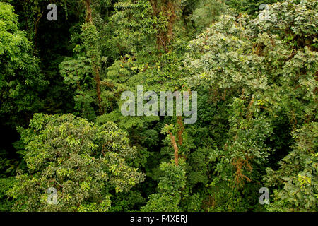 Escenario natural de hacer senderismo en el bosque tropical del bosque nuboso de Monteverde en Costa Rica Foto de stock