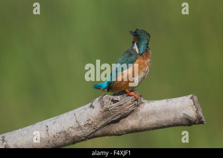 Kingfisher en Andalucia