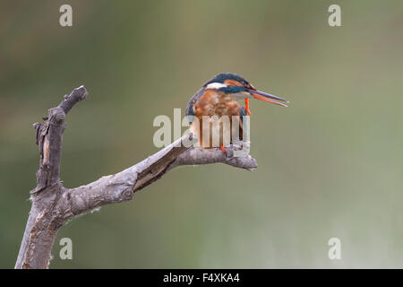 Kingfisher en Andalucia