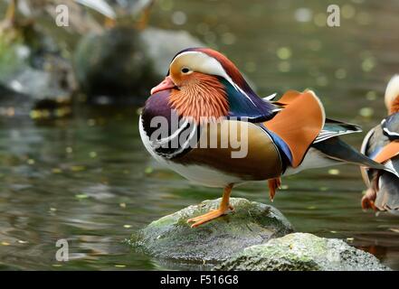 Hermoso macho Pato mandarín (Aix galericulata) reposando cerca del agua