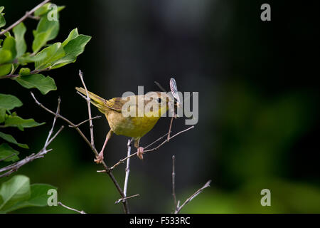 Common Yellowthroat femenino (Geothlypis trichas) llevando una libélula Foto de stock