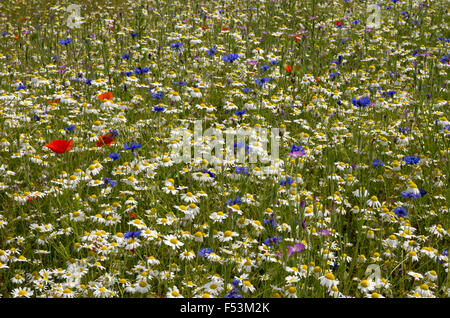 Flores Silvestres de la pradera Foto de stock