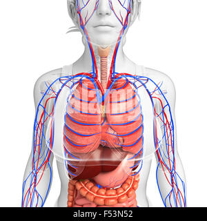 Sistema circulatorio y digestivo del cuerpo femenino ilustraciones Foto de stock