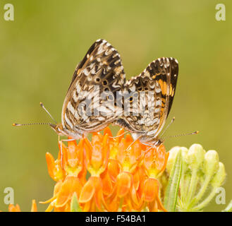 Gorgone Checkerspot butterfly par el apareamiento en la cima de una flor Butterflyweed Foto de stock