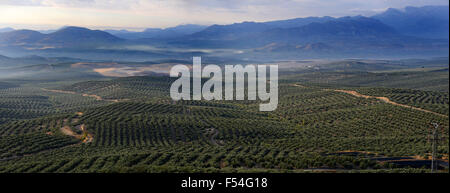 Vista panorámica de los olivares y el Parque Natural de Sierra Magina Ubeda en Andalucía España Foto de stock