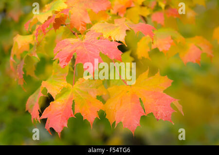 Hojas de arce se ha vuelto rojo y amarillo en el otoño Foto de stock