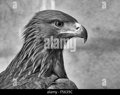 Aguila real Imágenes de stock en blanco y negro - Alamy