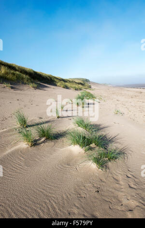 Ammophila arenaria. Marram césped que crece en las dunas de arena en la playa. Scremerston, Berwick Upon Tweed, Northumberland, Inglaterra.