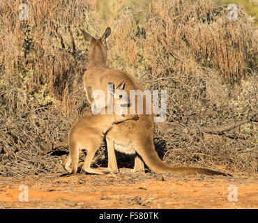 Joven canguro gris occidental, Macropus fuliginosus, en la naturaleza, apoyándose en la espalda de su madre durante la reproducción, en el outback Australia Foto de stock