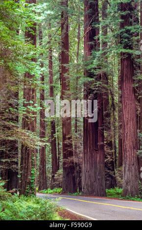 La escénica de 32 millas de la Avenida de los gigantes carretera serpentea a través de algunos de los más majestuosos del mundo antiguo redwood olivares en Humboldt Redwoods State Park en el norte de California, Estados Unidos. De los tres tipos de secuoyas, sólo la costa secuoyas (Sequoia sempervirens) son nativos del parque. Costa Redwoods son altos y algunos de los más antiguos de todas las especies de árboles en el mundo.