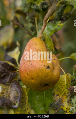 Deformidad de la fruta en una pera causada por el virus de la pita pedrosa, PSPV, octubre, Berkshire Foto de stock