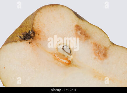 Deformidad de la fruta y crecimientos duros internos en una pera causados por el virus de la pita pedrosa, PSPV, Foto de stock