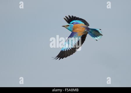 Unión rodillo (Coracias garrulus), volando, Parque Nacional Kiskunság, Hungría Foto de stock