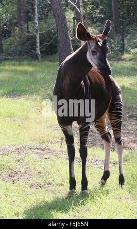 África Central macho Okapi (Okapia johnstoni) - animales cautivos, vallas visibles en segundo plano. Foto de stock