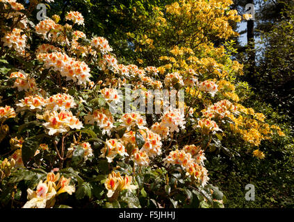 Rhododendron y azalea flores en plena floración Foto de stock