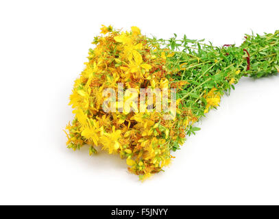 Tipton la maleza Chase-diablo Klamath weed flor Foto de stock