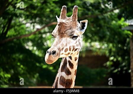 Bello retrato - Cabeza de jirafa, Camelopardalis Foto de stock