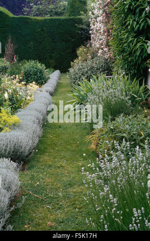 Una planta de lavanda 'Lavandula' en maceta grande en un jardín del Reino  Unido, primavera de 2020 Fotografía de stock - Alamy