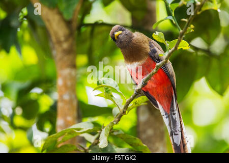 Collared trogon (Trogon collaris) macho adulto posado en la rama en el bosque tropical lluvioso, Trinidad Foto de stock