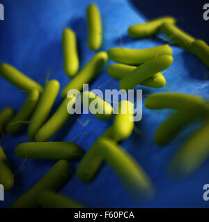 Médicos ilustración de la bacteria Pseudomonas aeruginosa Foto de stock