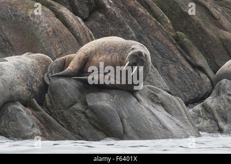 La morsa, Odobenus rosmarus, transportados en las rocas de la isla de Baffin, el Ártico canadiense.