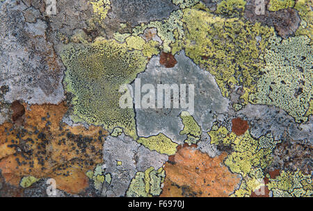 Textura de Multi-Colored Liquen sobre una roca Foto de stock