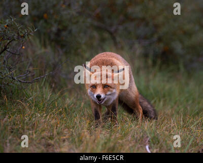 El zorro rojo (Vulpes vulpes) en el vagabundeo, Holanda Septentrional, en los Países Bajos