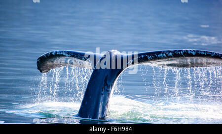 La ballena jorobada (Megaptera novaeangliae) Cola, Juneau, Alaska