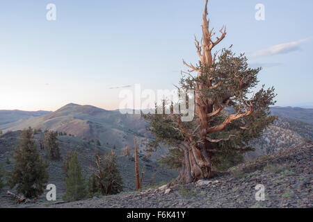 Antiguo pino bristlecone. Antiguo bosque de pinos bristlecone, California, USA.