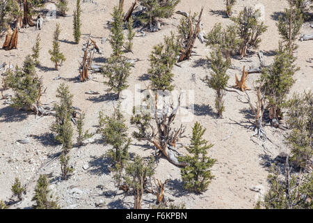 Antiguo bosque de pinos bristlecone, California, USA. Pinos Bristlecone están entre las pocas plantas que pueden tolerar la alta elevati
