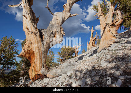 Antiguos pinos bristlecone. El patriarca Grove, antiguo bosque de pinos bristlecone, California, USA.