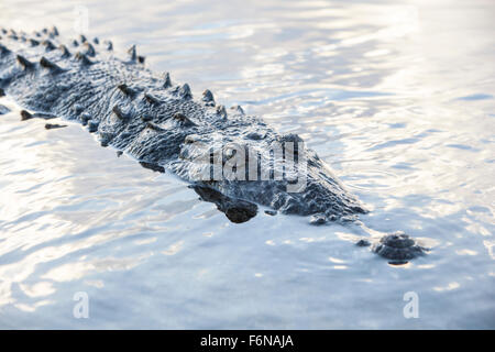 Un gran cocodrilo americano (Crocodylus acutus) en superficies en una laguna en el Atolón de Turneffe, Belice. Este reptil potencialmente peligrosos
