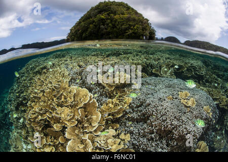 Los corales formadores de arrecifes crecer dentro de la laguna de Palau que está salpicado de islas de piedra caliza. Este es un popular destino de Micronesia Foto de stock