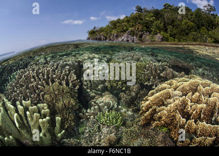 Una diversa gama de corales crecen en Raja Ampat, Indonesia. Esta hermosa región es conocida por sus espectaculares arrecifes Foto de stock