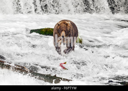 Un subadulto macho persigue a un oso pardo como salmones sockeye huye bajo Brooks cae Foto de stock