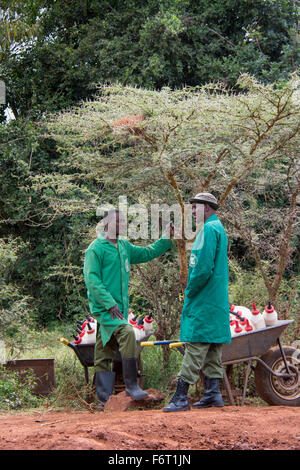 Dos torreros en el Orfanato de Elefantes Sheldrick,con carretillas llenas de botellas de leche para los elefantes huérfanos, Nairobi, Kenia Foto de stock