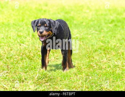 Un lindo, sano, joven, hermoso y óxido negro Rottweiler cachorro caminar sobre la hierba. Rotweillers son conocidos por ser Foto de stock