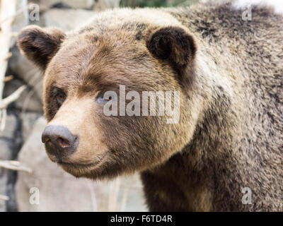Cabeza de osos de peluche. Un marrón de peluche Grizzly Bear está de guardia cerca de la entrada de una tienda al aire libre en Edmonton. Foto de stock