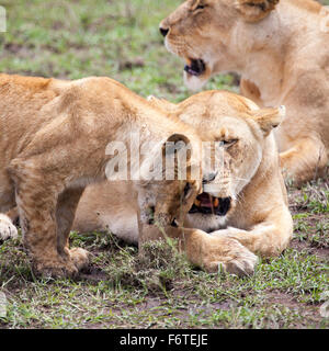 León y un cachorro de frotarse las cabezas, el Serengeti, Tanzania, África
