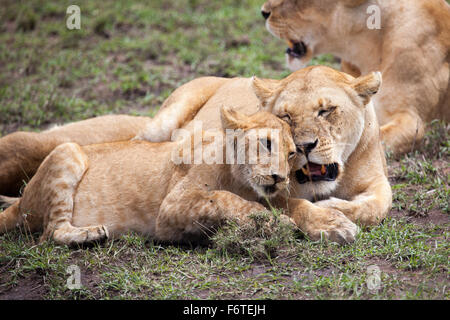 León y un cachorro de frotarse las cabezas, el Serengeti, Tanzania, África