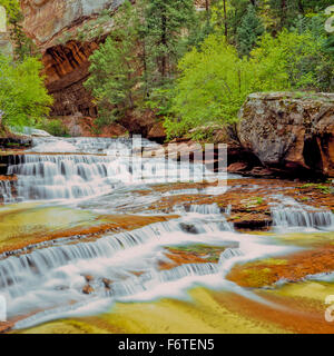 Arcángel cascades de bifurcación izquierda North Creek en el parque nacional de Zion, Utah Foto de stock